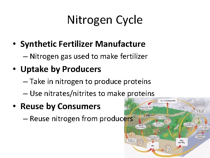 Nitrogen Cycle • Synthetic Fertilizer Manufacture – Nitrogen gas used to make fertilizer •