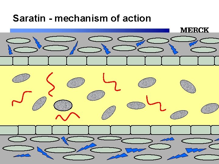 Saratin - mechanism of action 12/24/2021 Biomedical R&D Folie (slide) 14 