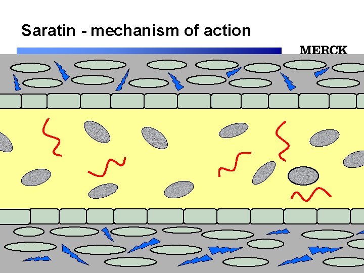 Saratin - mechanism of action 12/24/2021 Biomedical R&D Folie (slide) 19 