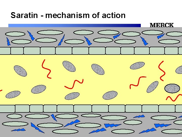 Saratin - mechanism of action 12/24/2021 Biomedical R&D Folie (slide) 20 