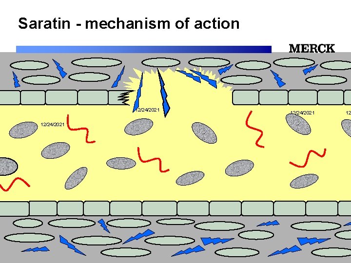 Saratin - mechanism of action 12/24/2021 12/24/2021 Biomedical R&D Folie (slide) 24 12 