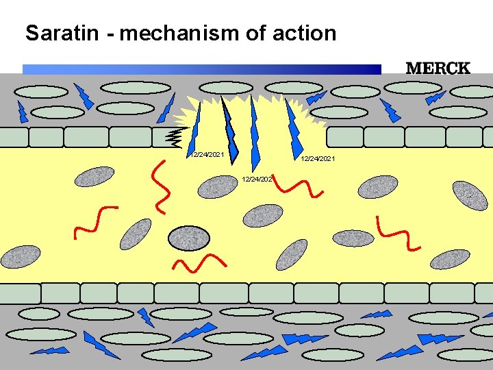Saratin - mechanism of action 12/24/2021 12/24/2021 Biomedical R&D Folie (slide) 28 