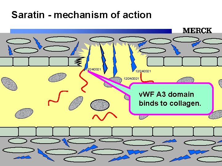 Saratin - mechanism of action 12/24/2021 v. WF A 3 domain binds to collagen.
