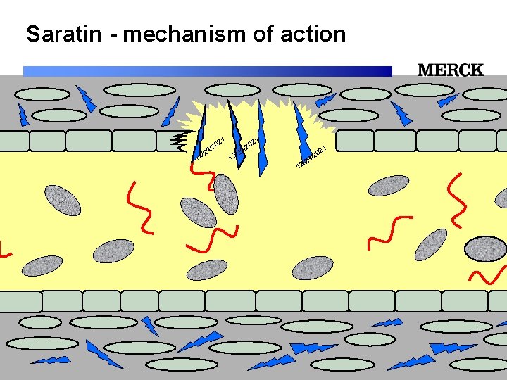 Saratin - mechanism of action 1 1 02 02 2 2 / / /24