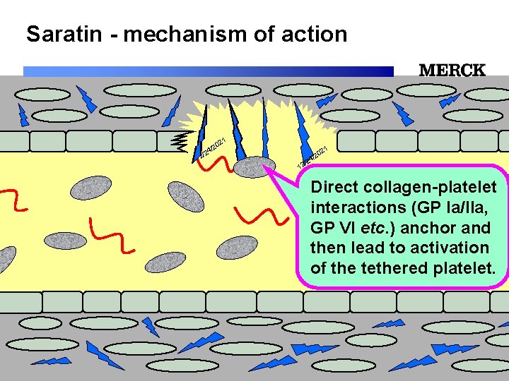 Saratin - mechanism of action 1 02 2 / /24 12 Direct collagen-platelet interactions