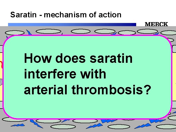 Saratin - mechanism of action How does saratin interfere with arterial thrombosis? 12/24/2021 Biomedical