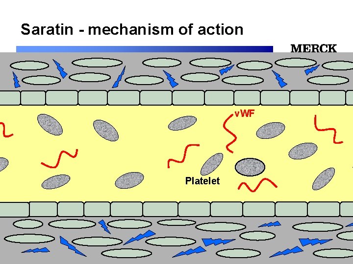 Saratin - mechanism of action 12/24/2021 v. WF 12/24/2021 Platelet 12/24/2021 Biomedical R&D Folie