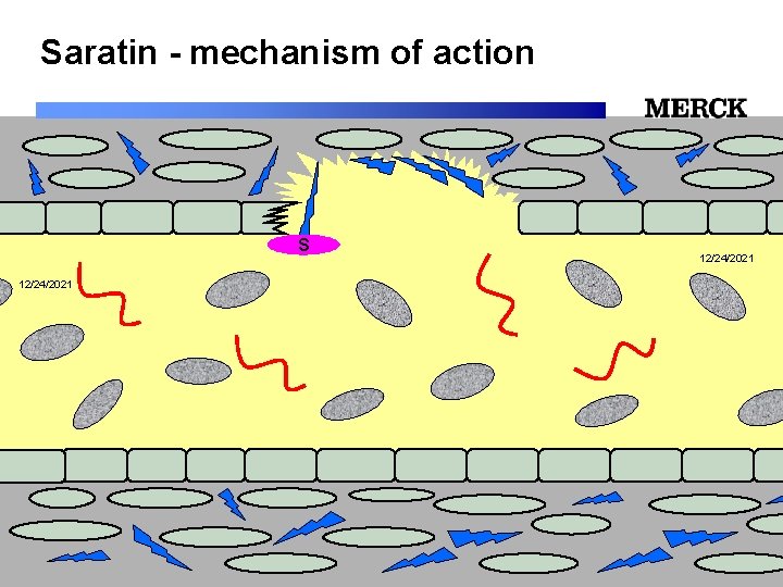 Saratin - mechanism of action S 12/24/2021 Biomedical R&D Folie (slide) 51 