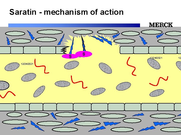 Saratin - mechanism of action S 12/24/2021 12/24/2021 Biomedical R&D Folie (slide) 52 12