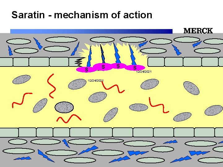 Saratin - mechanism of action S 12/24/2021 S S S 12/24/2021 Biomedical R&D Folie