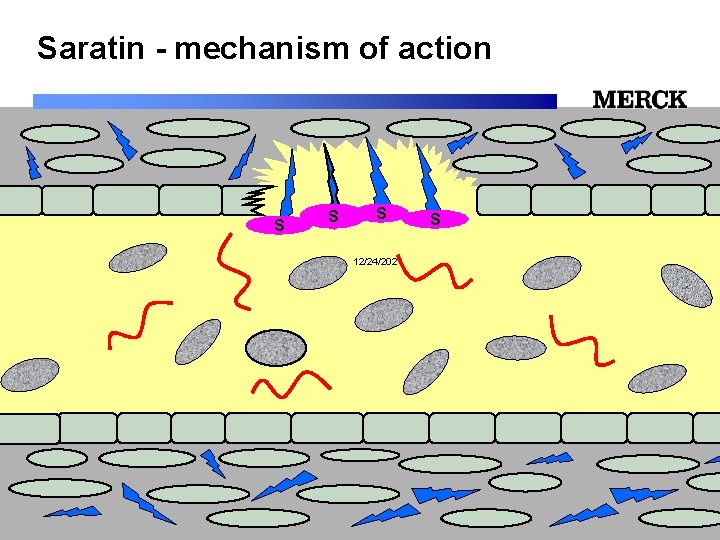 Saratin - mechanism of action S S 12/24/2021 Biomedical R&D Folie (slide) 56 