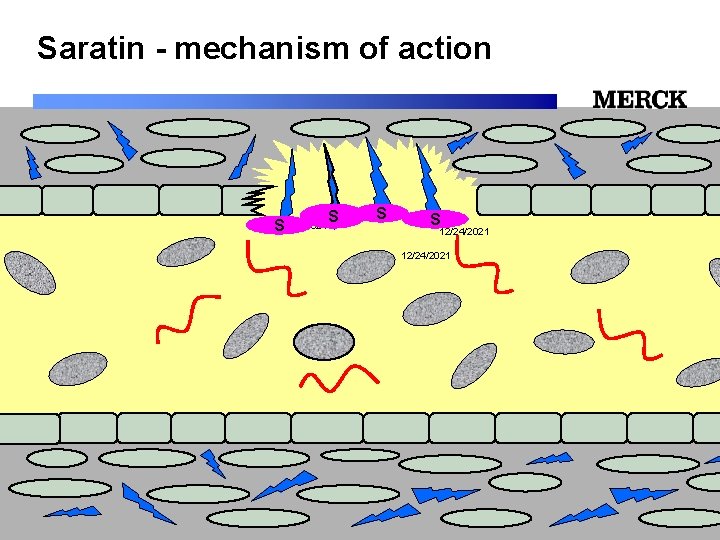 Saratin - mechanism of action S 12/24/2021 S S S 12/24/2021 Biomedical R&D Folie