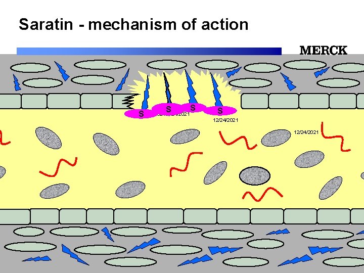 Saratin - mechanism of action S S S 12/24/2021 12/24/2021 Biomedical R&D Folie (slide)