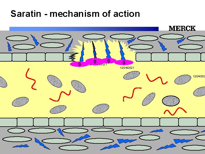 Saratin - mechanism of action S S S 12/24/2021 12/24/2021 Biomedical R&D Folie (slide)