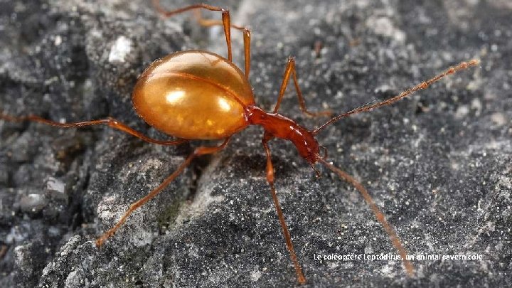 Le coléoptère Leptodirus, un animal cavernicole 