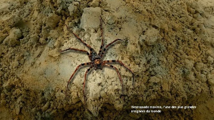 Heteropoda maxima, l’une des plus grandes araignées du monde 