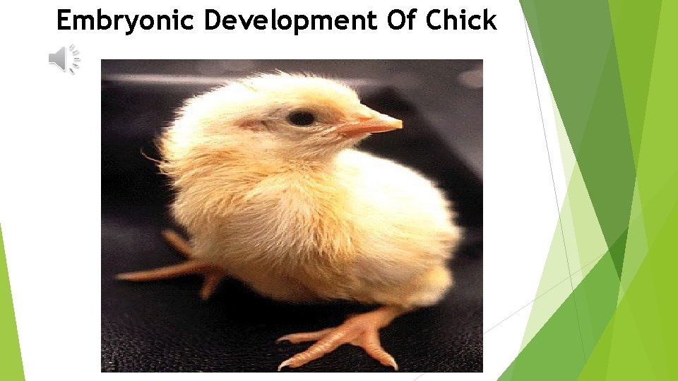 Embryonic Development Of Chick 
