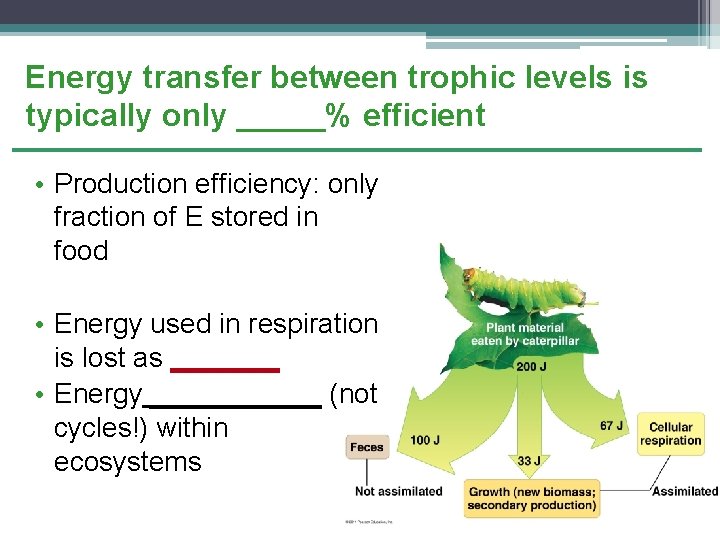 Energy transfer between trophic levels is typically only _____% efficient • Production efficiency: only