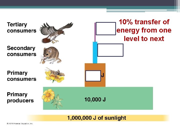 10% transfer of energy from one level to next 