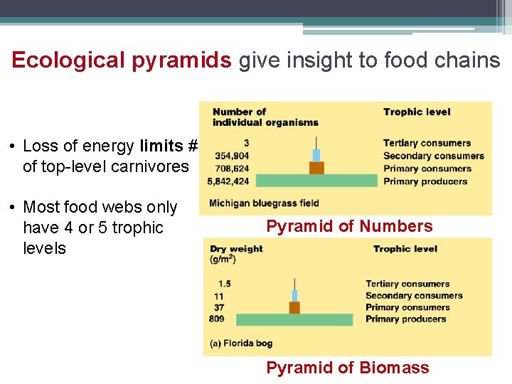 Ecological pyramids give insight to food chains • Loss of energy limits # of