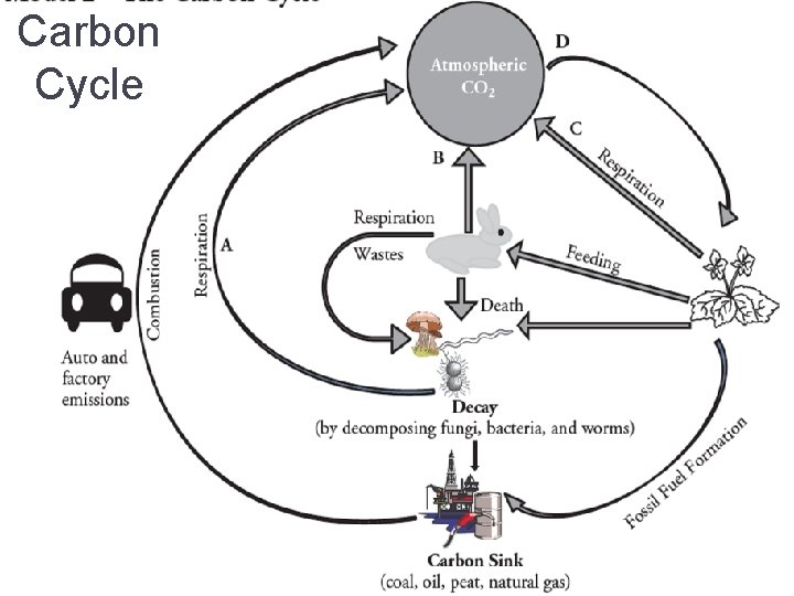 Carbon Cycle 