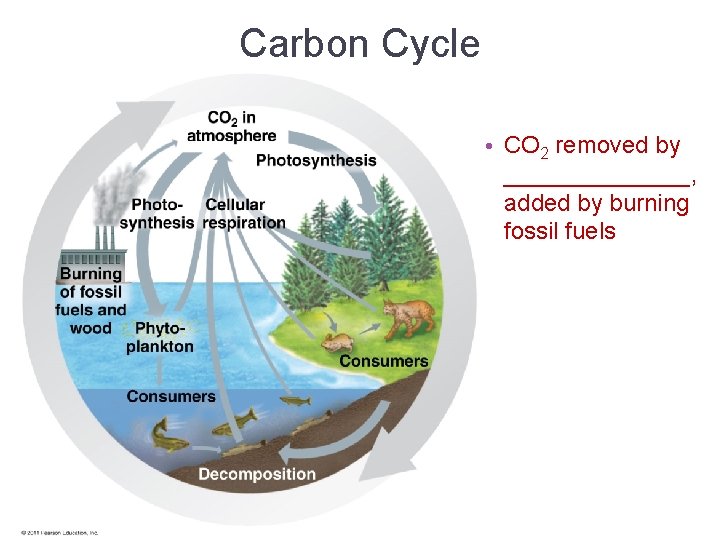 Carbon Cycle • CO 2 removed by _______, added by burning fossil fuels 