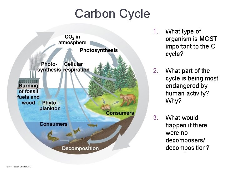 Carbon Cycle 1. What type of organism is MOST important to the C cycle?