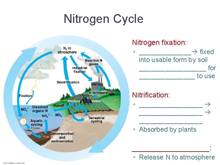 Nitrogen Cycle • Nitrogen fixation: ▫ _______ fixed into usable form by soil _________