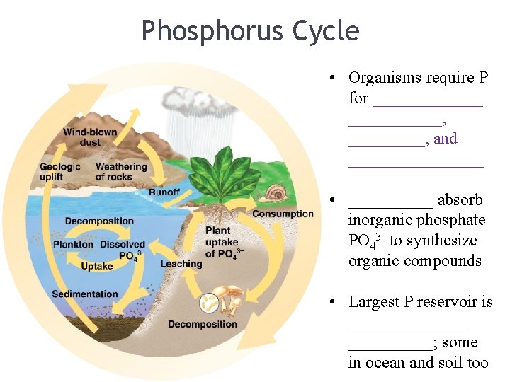 Phosphorus Cycle • Organisms require P for _______, _____, and ________ • _____ absorb