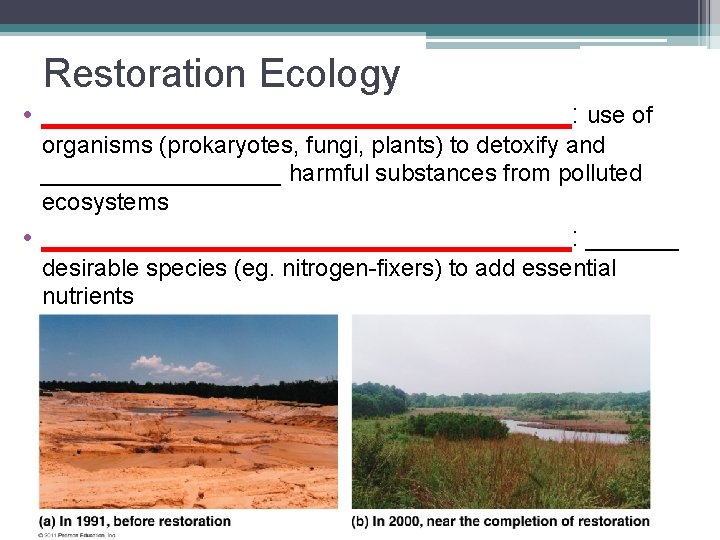 Restoration Ecology • _________________: use of organisms (prokaryotes, fungi, plants) to detoxify and _________