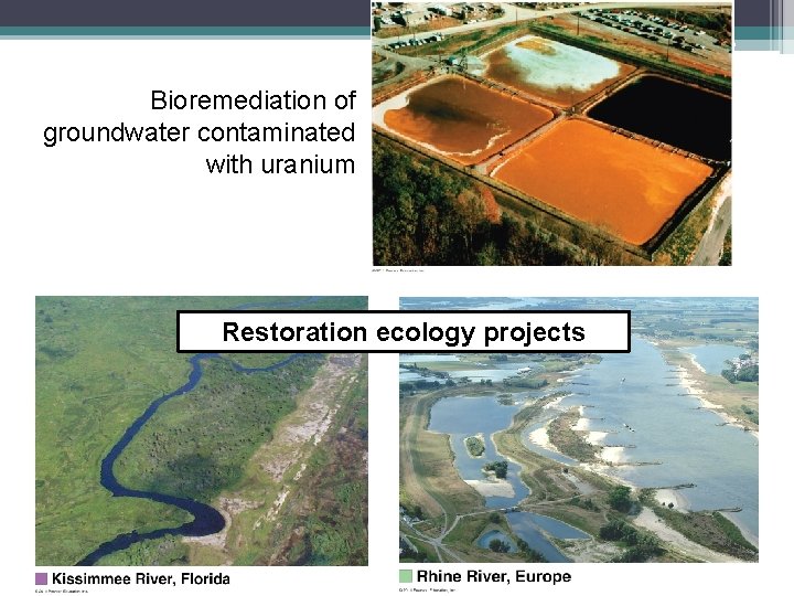 Bioremediation of groundwater contaminated with uranium Restoration ecology projects 