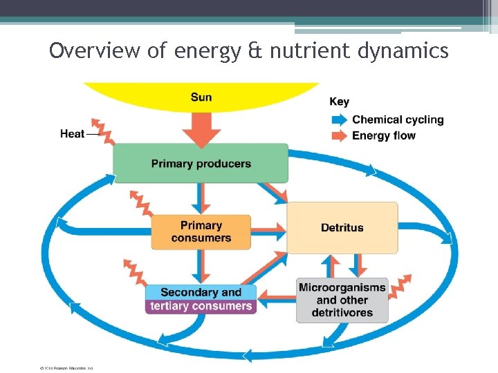 Overview of energy & nutrient dynamics 