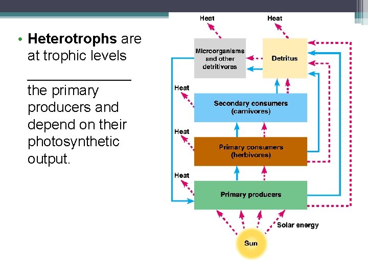  • Heterotrophs are at trophic levels _______ the primary producers and depend on