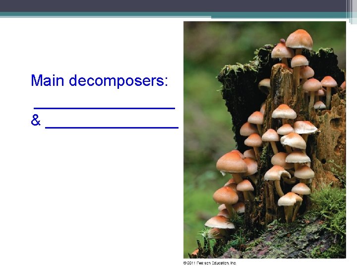 Main decomposers: ________ & ________ 