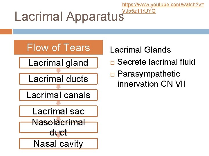 https: //www. youtube. com/watch? v= VJo 5 z 11 r. UYQ Lacrimal Apparatus Flow