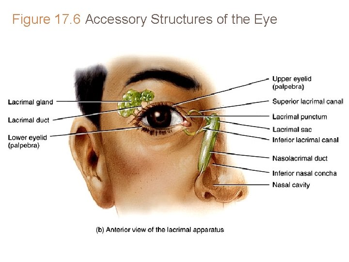 Figure 17. 6 Accessory Structures of the Eye 