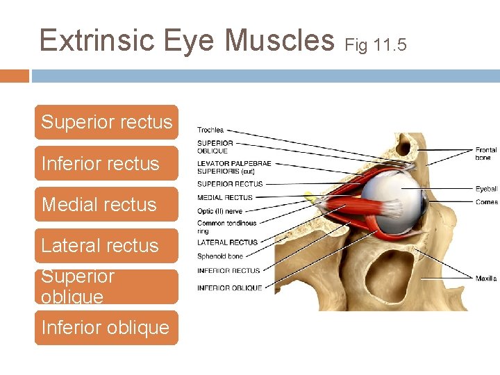 Extrinsic Eye Muscles Fig 11. 5 Superior rectus Inferior rectus Medial rectus Lateral rectus