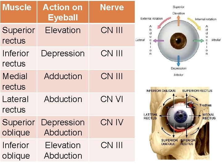 Muscle Action on Eyeball Superior Elevation rectus Inferior Depression rectus Medial Adduction rectus Lateral