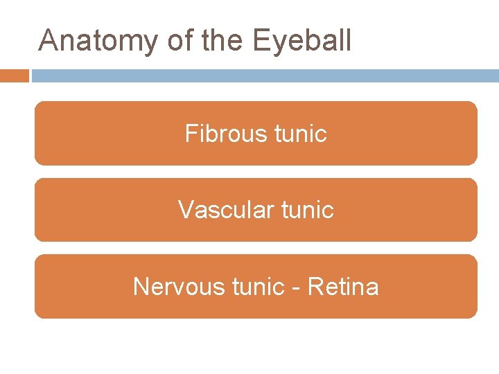 Anatomy of the Eyeball Fibrous tunic Vascular tunic Nervous tunic - Retina 