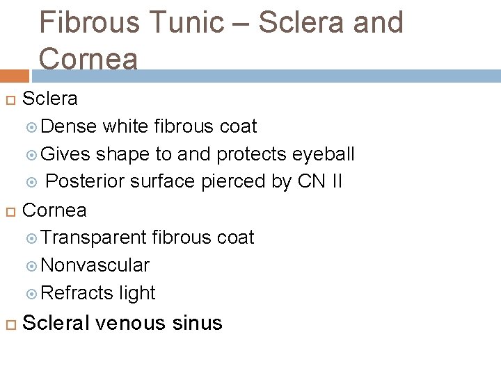 Fibrous Tunic – Sclera and Cornea Sclera Dense white fibrous coat Gives shape to
