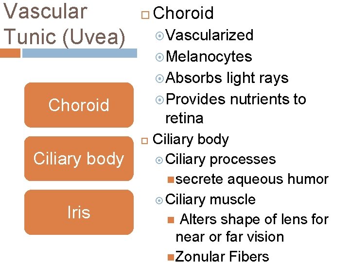 Vascular Tunic (Uvea) Choroid Vascularized Melanocytes Absorbs light rays Provides nutrients to retina Choroid