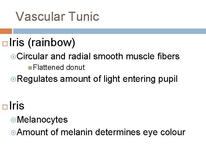 Vascular Tunic Iris (rainbow) Circular and radial smooth muscle fibers Flattened Regulates donut amount