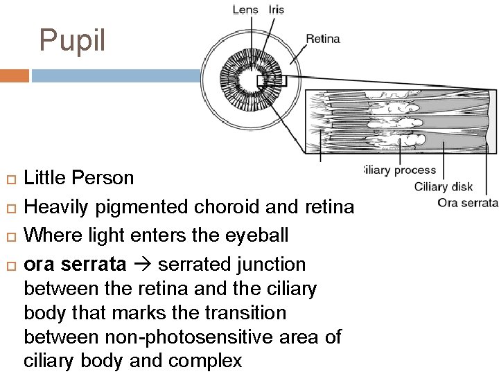 Pupil Little Person Heavily pigmented choroid and retina Where light enters the eyeball ora