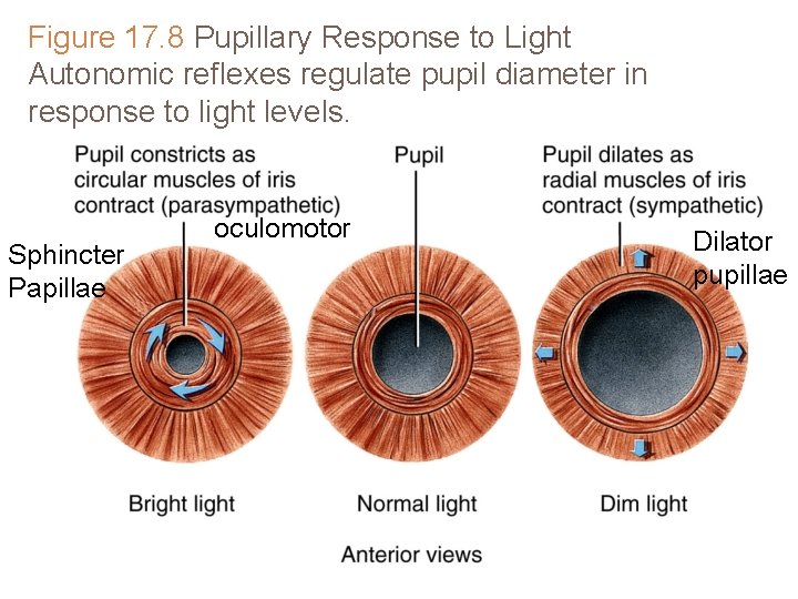 Figure 17. 8 Pupillary Response to Light Autonomic reflexes regulate pupil diameter in response