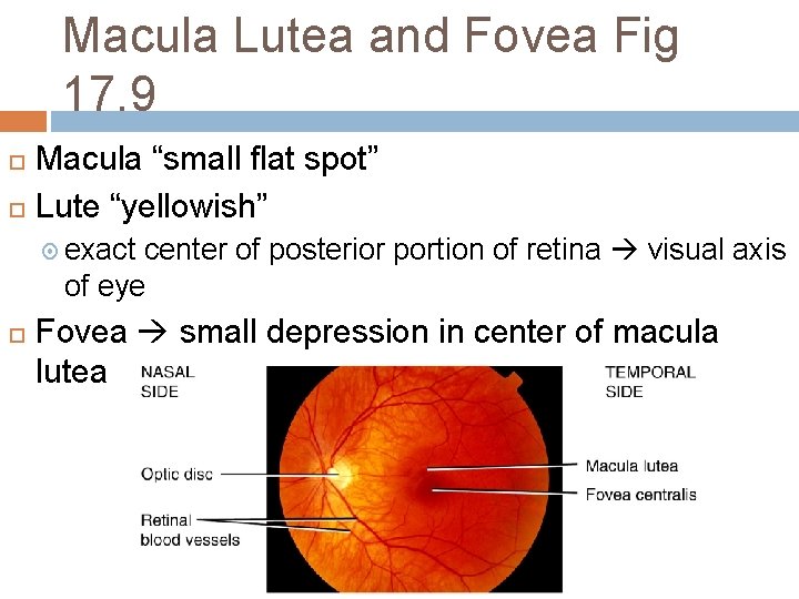 Macula Lutea and Fovea Fig 17. 9 Macula “small flat spot” Lute “yellowish” exact