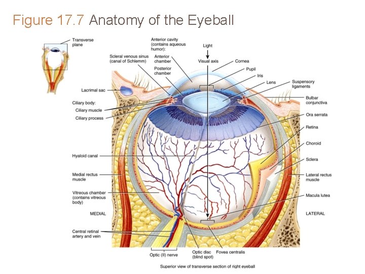 Figure 17. 7 Anatomy of the Eyeball 