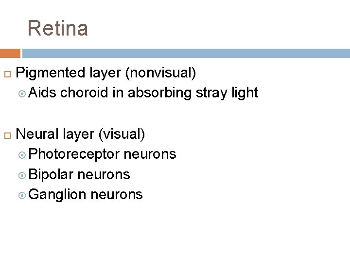 Retina Pigmented layer (nonvisual) Aids choroid in absorbing stray light Neural layer (visual) Photoreceptor