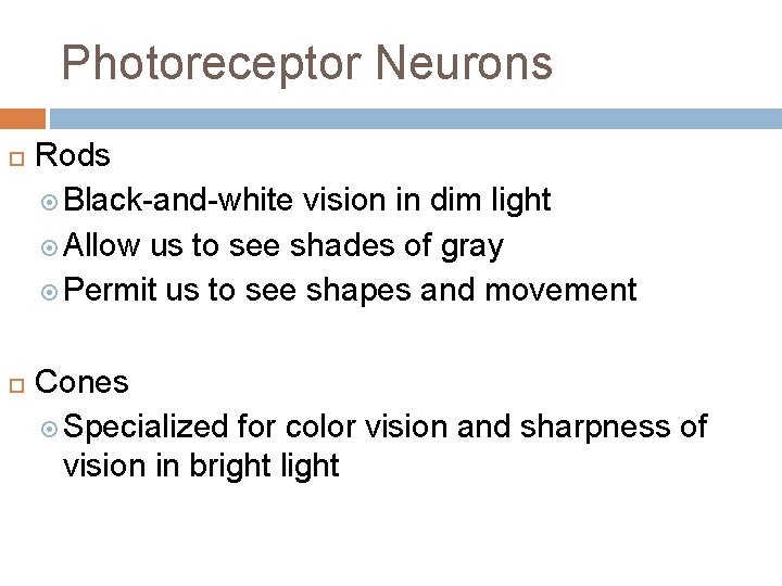 Photoreceptor Neurons Rods Black-and-white vision in dim light Allow us to see shades of