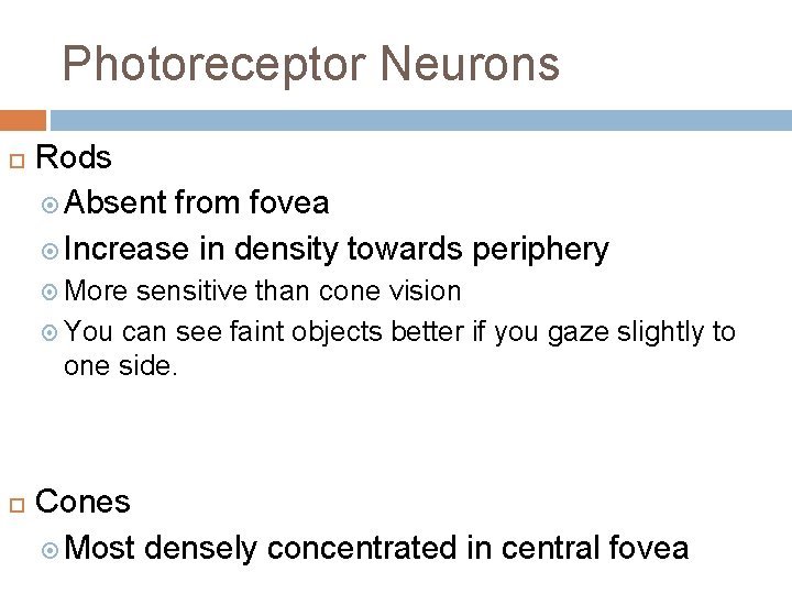 Photoreceptor Neurons Rods Absent from fovea Increase in density towards periphery More sensitive than