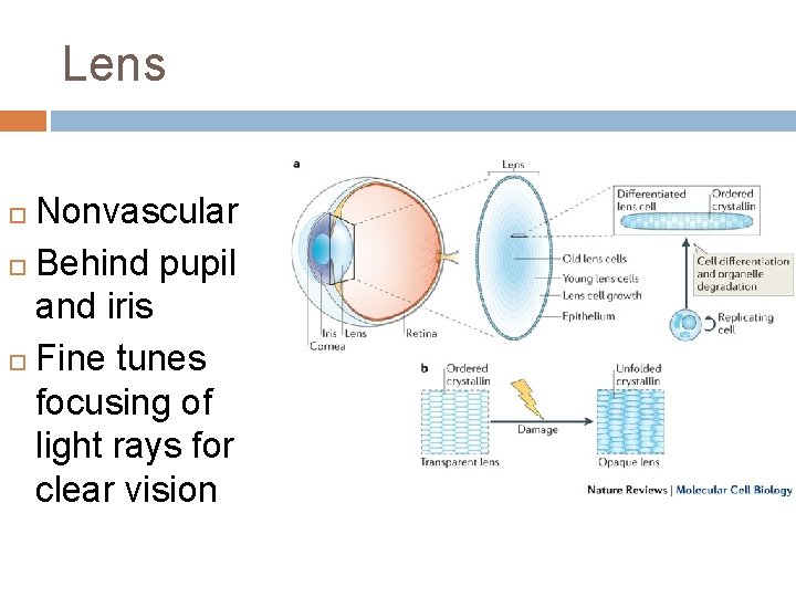 Lens Nonvascular Behind pupil and iris Fine tunes focusing of light rays for clear